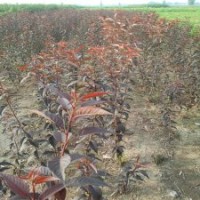 紅葉櫻花接穗，優(yōu)質(zhì)紅葉櫻花小苗供應(yīng)，出售紅葉櫻花樹苗
