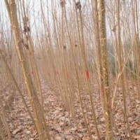 河南意楊價格7公分8公分意楊報價意楊產地