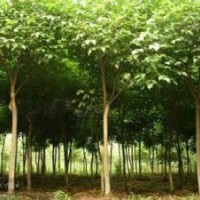 現(xiàn)在12公分重陽木價(jià)格桿徑15公分重陽木