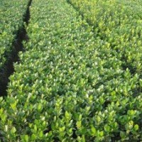 花木種植，銷售