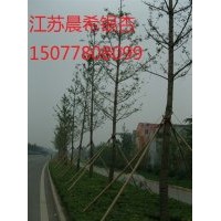 金銀花價(jià)格，金銀花批發(fā)，金銀花基地，江蘇晨希銀杏