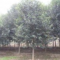 提供大葉女貞價(jià)格 米徑3公分6公分7公分8公分大葉女貞價(jià)格 當(dāng)年大