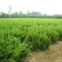 山東小龍柏批發(fā)價(jià)格 青州小龍柏綠化工程苗 濰坊小龍柏基地直供