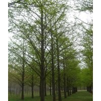 對外供應15~50公分銀杏苗木