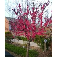 紅葉碧桃，高桿女貞，高桿紅葉石楠，合歡，欒樹，紫荊