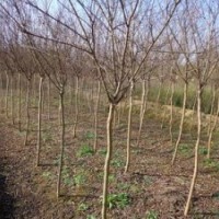 紫薇價格|2公分紫薇價格|3公分紫薇價格