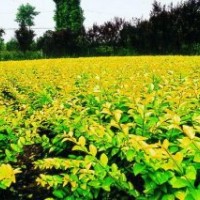 供應(yīng)紅葉小檗苗 灑金柏球 蜀檜苗 黃楊球 金葉女貞苗