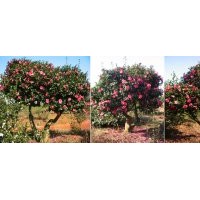 供應茶梅盆栽、茶梅苗、嫁接茶梅