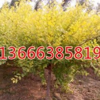 尚志毛白楊 山東毛白楊價(jià)格