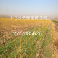 2015年熱銷的嫁接黃金槐樹苗2公分低嫁黃金槐工程苗送貨上門