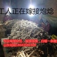 山東毛白楊炮焾價格，一條鞭價格