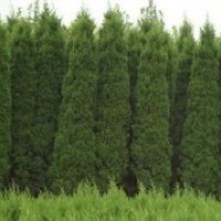 江蘇蜀檜價格現(xiàn)在2015年蜀檜價格行情