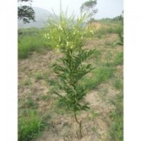 供應早生雙季米國槐苗