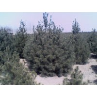 白皮松大滿冠白皮松價(jià)格20x21營養(yǎng)杯白皮松樹苗基地