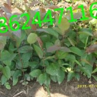 山丁子苗，王族海棠苗