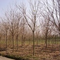 今年欒樹價格 10公分12公分欒樹價格