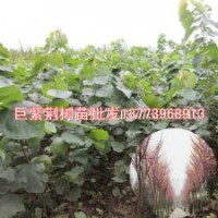 北方缺什么苗木巨紫荊樹苗將是北方最稀缺的綠化樹苗