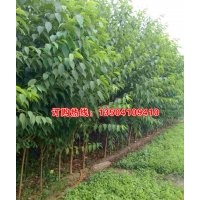 山桃稠李2-5cm成品苗