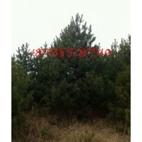 2.5-3米油松，冠幅4米樹形油松價格