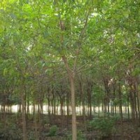 提供10公分優(yōu)質(zhì)重陽木銷售基地