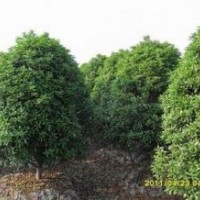 南京桂花價格 桂花報價 光輝苗圃桂花價格