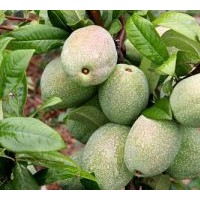 臨沂木瓜苗，臨沂手扒木瓜種子，木瓜品質(zhì)