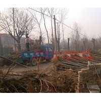 百盛苗木榆樹(shù)