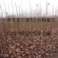 紫花玉蘭小苗0.5-2米高基地供應(yīng)白花玉蘭樹苗量大