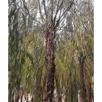 河北保定速生柳-百盛基地