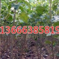 甘肅專業(yè)賣速生楊在哪-山東毛白楊