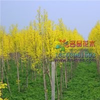 哪里有金葉白蠟價格低質(zhì)量好