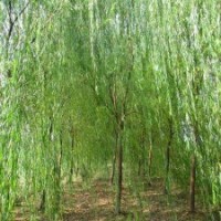 出售5公分垂柳,火炬,平頭刺槐