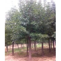 現(xiàn)在20公分白蠟價(jià)格 北京20公分三年冒多少錢(qián)