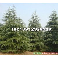 欒樹, 馬褂木，樸樹，櫸樹，香樟，白槭樹，楸樹，紅楓，高桿女楨