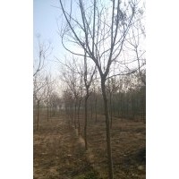 10公分北欒價格 一級10公分北欒價格