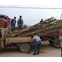 速生柳基地大量低價(jià)拋售速生柳