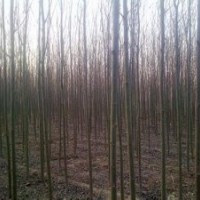 安徽青桐樹價(jià)格10公分20公分青桐報(bào)價(jià)