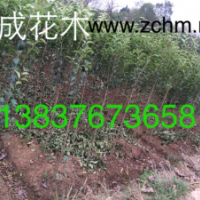 2公分大葉女貞，3公分大葉女貞價(jià)格