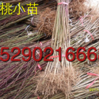 3公分碧桃，5公分碧桃價(jià)格，2公分碧桃批發(fā)