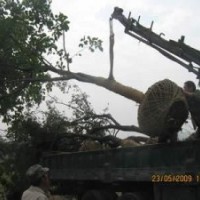 提供杜仲樹(shù)產(chǎn)地.提供杜仲樹(shù)報(bào)價(jià)'現(xiàn)在杜仲價(jià)格