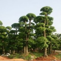 供應(yīng)各種規(guī)格對(duì)節(jié)白蠟