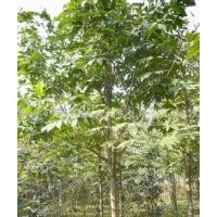 山西七葉樹價格米徑10公分七葉樹