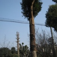 安徽省肥西縣三崗在勇苗圃(專供大樹)