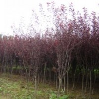 供應(yīng)：基地直銷園林行道樹、風(fēng)景樹、紫葉李苗 紫葉李