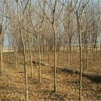 皖處理一批8-10公分無患子