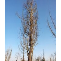 山東地區(qū)長期銷售各種規(guī)格銀杏樹