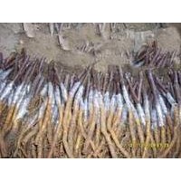 臨沂新下甜茶種子，甜茶苗，根接苗，嫁接苗