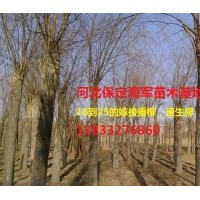 2到5的國槐7到12的香花槐18到25的柳樹