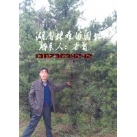 羅漢松|15公分羅漢松價(jià)格