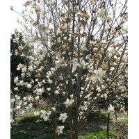 供應(yīng)綠化喬木-白玉蘭，白玉蘭小苗，別名：玉蘭、玉蘭花